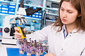 Woman working in microbiological laboratory