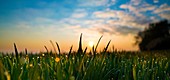 Dew drops on blades of grass