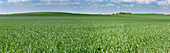 Green field, panorama