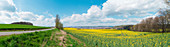 Rapeseed in field, panoramic