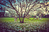 Magnolia tree with petals on the grass