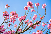 Cherry blossom on branches