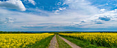 Yellow flowers in a field, panorama