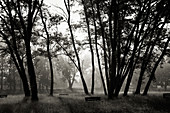 Trees in the fog, black and white