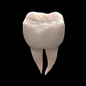 Healthy molar tooth