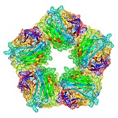 C-reactive protein, molecular model