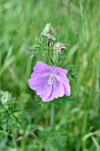 Flowering musk mallow