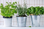 Fresh herbs Basil, rosemary and parsley in metal pots over kitchen table with white tiled wall at background