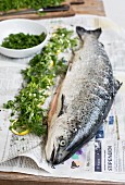 Fresh salmon with lemon and herbs on newspaper
