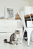 Cat sitting next to white metal chair in bright kitchen with white floor