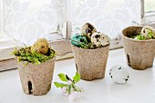Colorful Easter quail eggs with spring cherry flowers and moss in small garden pots over white windowsill