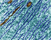 Microtubules in a dendrite, TEM