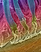 Tendons attached to bone surface, SEM