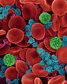 Red blood cells, T lymphocytes and activated platelets, SEM