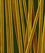 Human hair shafts, SEM