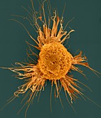 Mouse dendritic cell, SEM