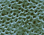 Human tooth enamel surface, SEM