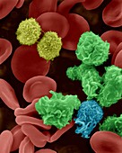 Macrophages, T lymphocytes and red blood cells, SEM