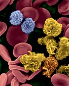 Macrophages, T lymphocytes and red blood cells, SEM