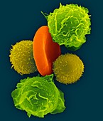 Neutrophils, T-lymphocytes and red blood cell, SEM