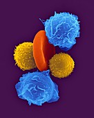 Neutrophils, T-lymphocytes and red blood cell, SEM