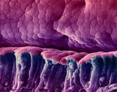 Villus surface of the small intestine, SEM
