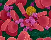 Red blood cells, T lymphocyte and activated platelets, SEM