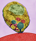 Plasmodium falciparum, TEM