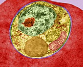 Plasmodium falciparum, TEM