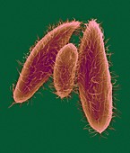 Ciliated protozoan (Tetrahymena vorax), SEM