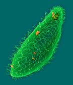 Ciliated protozoan (Tetrahymena thermophila), SEM