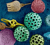 Radiolarian tests, SEM