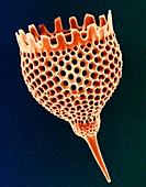 Radiolarian test, SEM