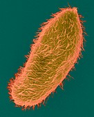 Protozoan (Paramecium multimicronucleatum), SEM