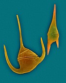 Marine dinoflagellates (Ceratium spp.), SEM