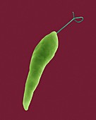 Euglena, fresh water green alga protozoan, SEM