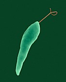 Euglena, fresh water green alga protozoan, SEM