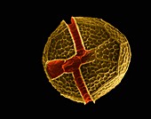 Armoured Dinoflagellate (Peridinium sp.), SEM