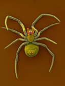 Western black widow spiderling, SEM