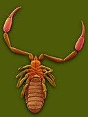 Pseudoscorpion (Hysterochelifer sp.), SEM