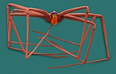 Cellar spider (Physocyclus mexicanus), SEM