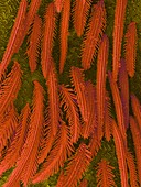 White-banded fishing spider abdomen hairs, SEM