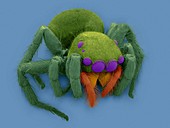 Jumping spider (Plexippus paykulli), SEM