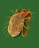 Two-spotted spider mite (Tetranychus spp.), SEM