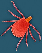 Lone star tick (Amblyomma americanum), SEM