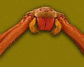 Brown recluse spider (Loxosceles reclusa), SEM