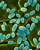 Bacillus stearothermophilus, SEM