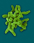 Mycobacterium paratuberculosis bacterium, SEM