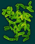 Coxiella burnetii, bacterium, SEM