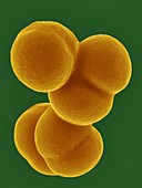 Staphylococcus aureus, SEM